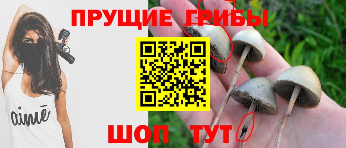 Галлюциногенные грибы Psilocybe Лесосибирск